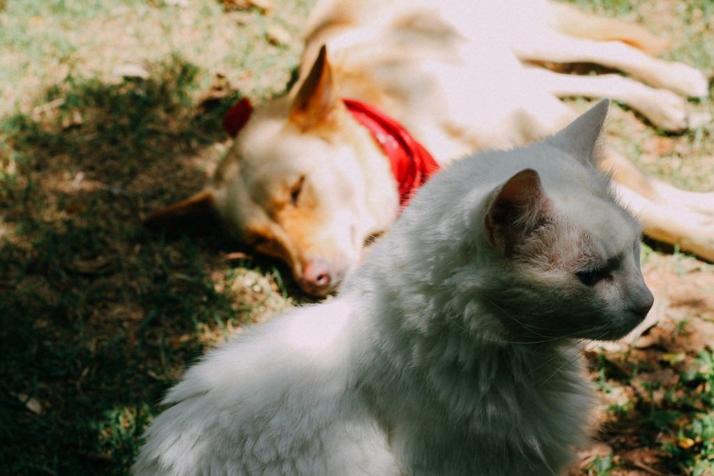 white cat and white cat on green grass