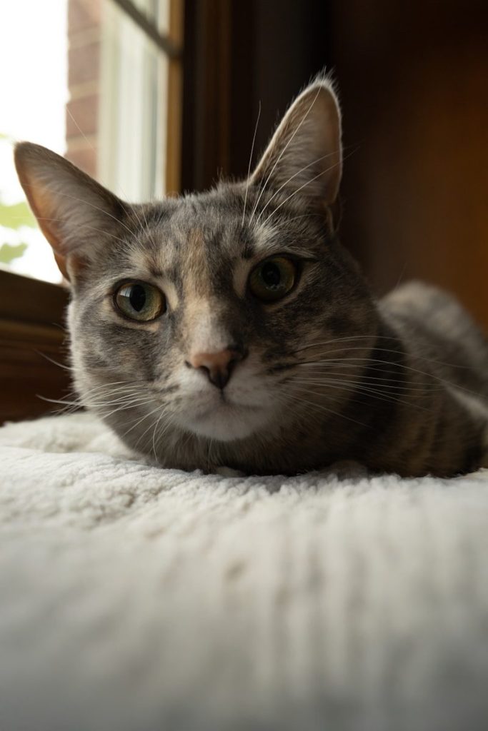 A gray cat lies on a soft, white blanket.