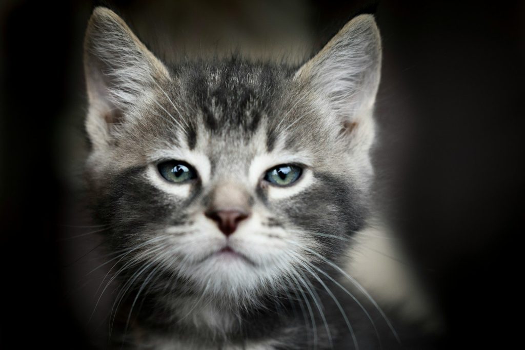 a small gray and white kitten with blue eyes