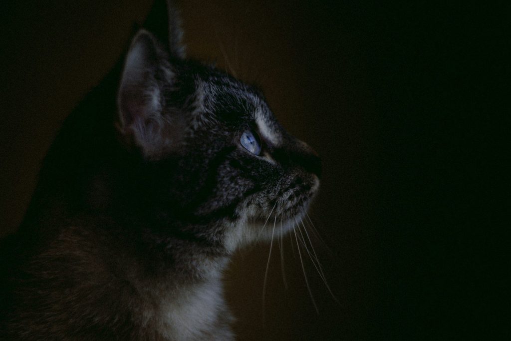 A cat gazes upward in dim light.
