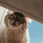 a close up of a cat near a window
