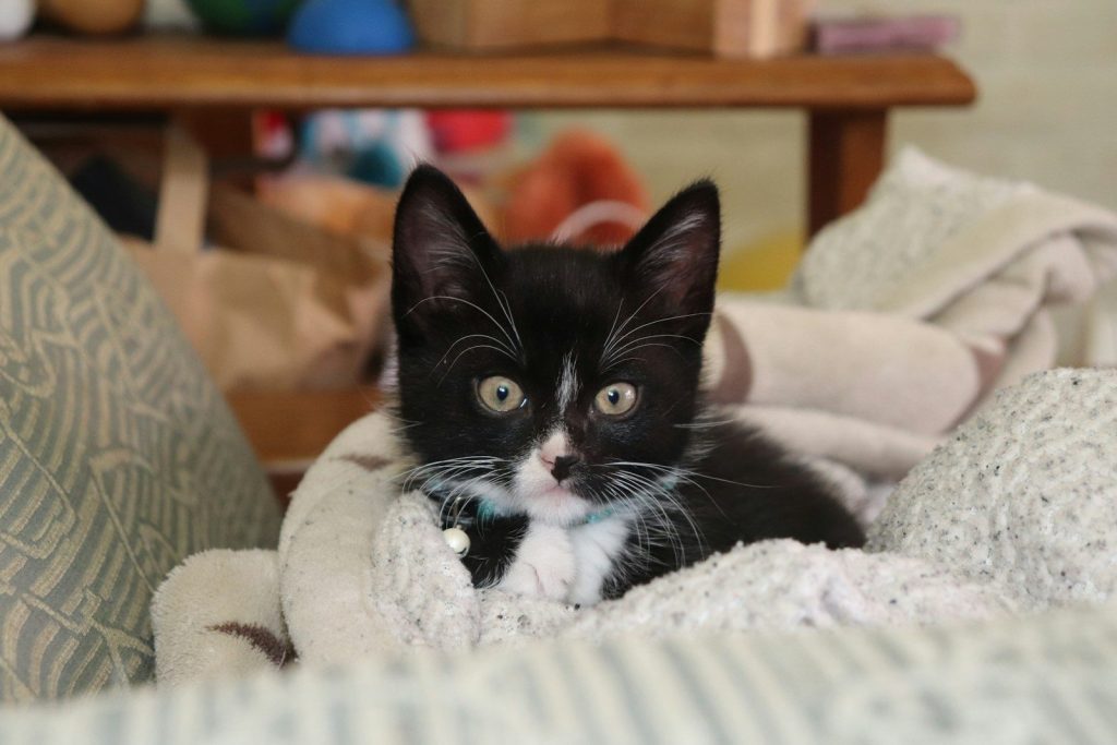 a cat lying on a blanket