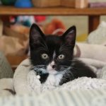 a cat lying on a blanket