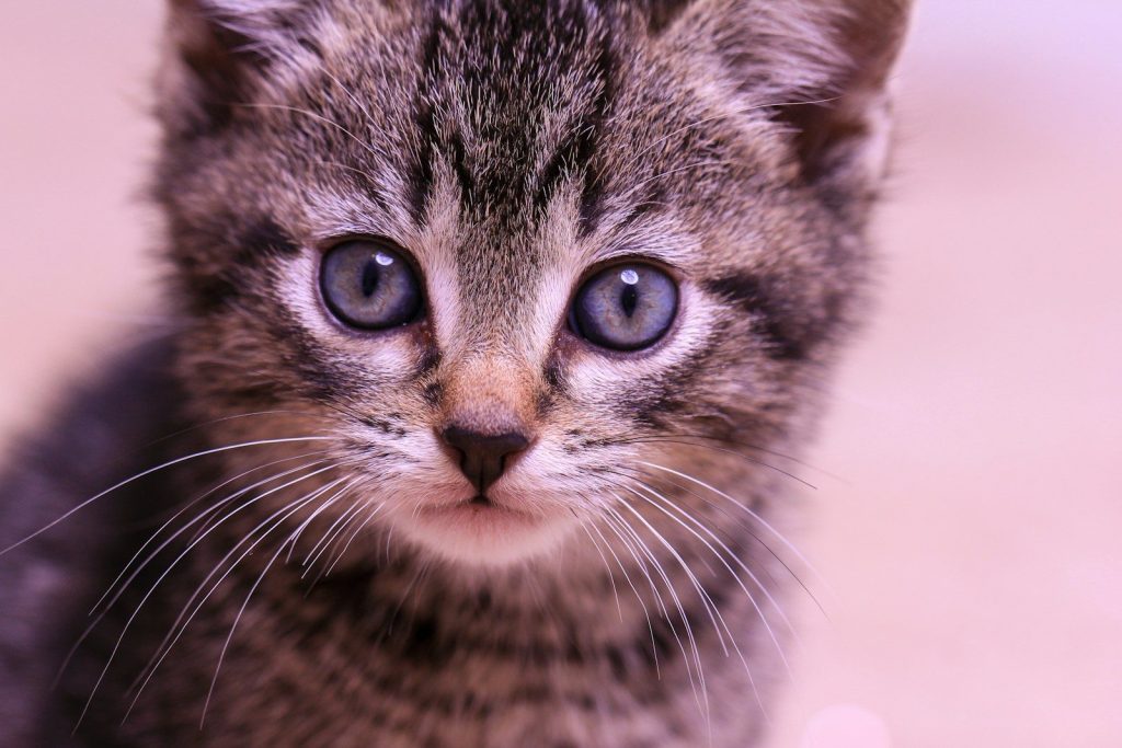 a cat with blue eyes