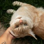 an orange and white cat laying on top of a person's hand