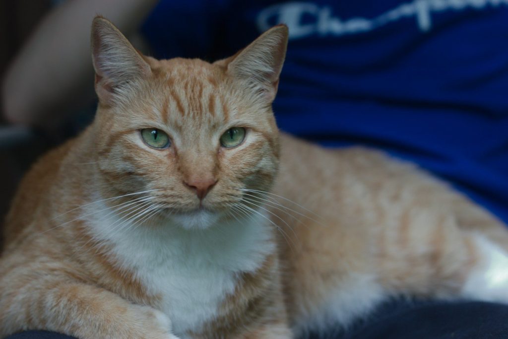 a close up of a cat laying on a person's lap