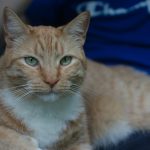 a close up of a cat laying on a person's lap