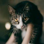 black and white cat on white textile