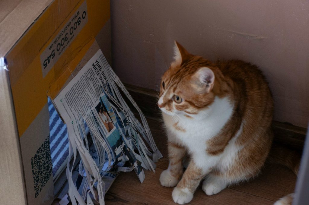 An orange and white cat sitting next to a pile of papers