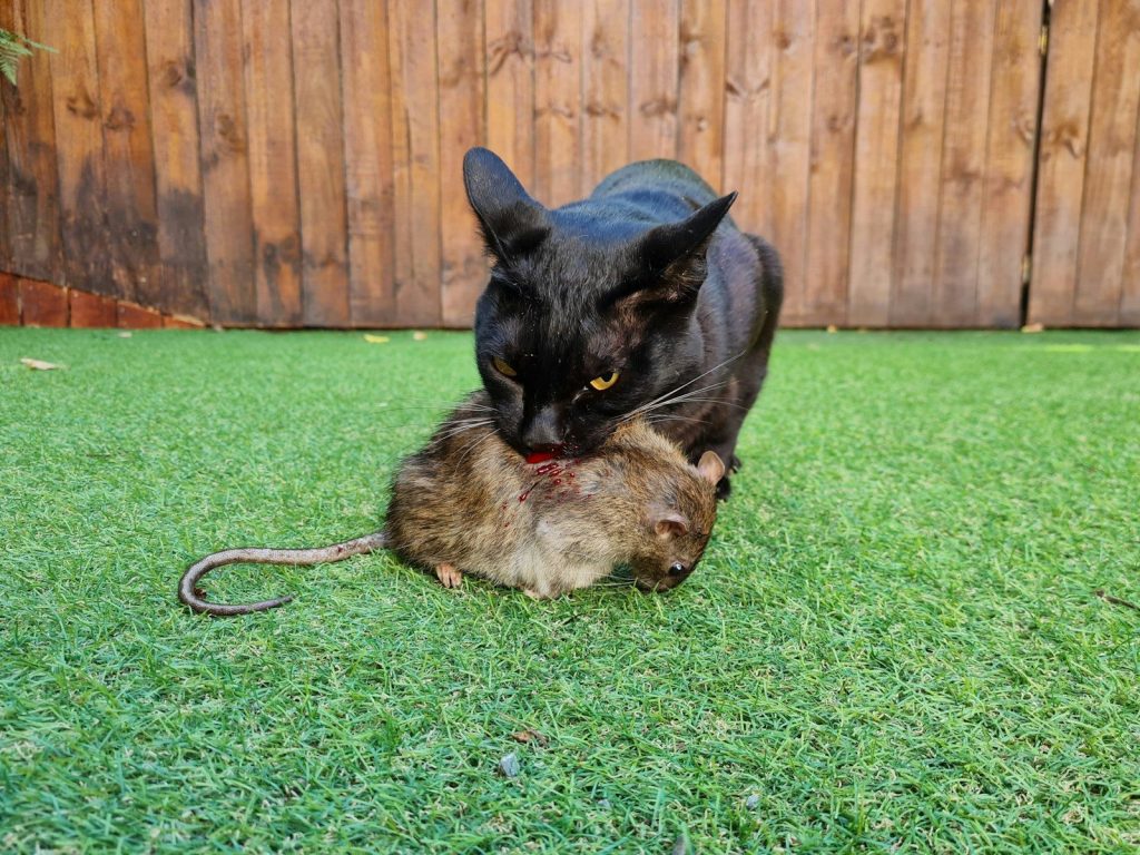 Black cat holding a dead mouse in its mouth