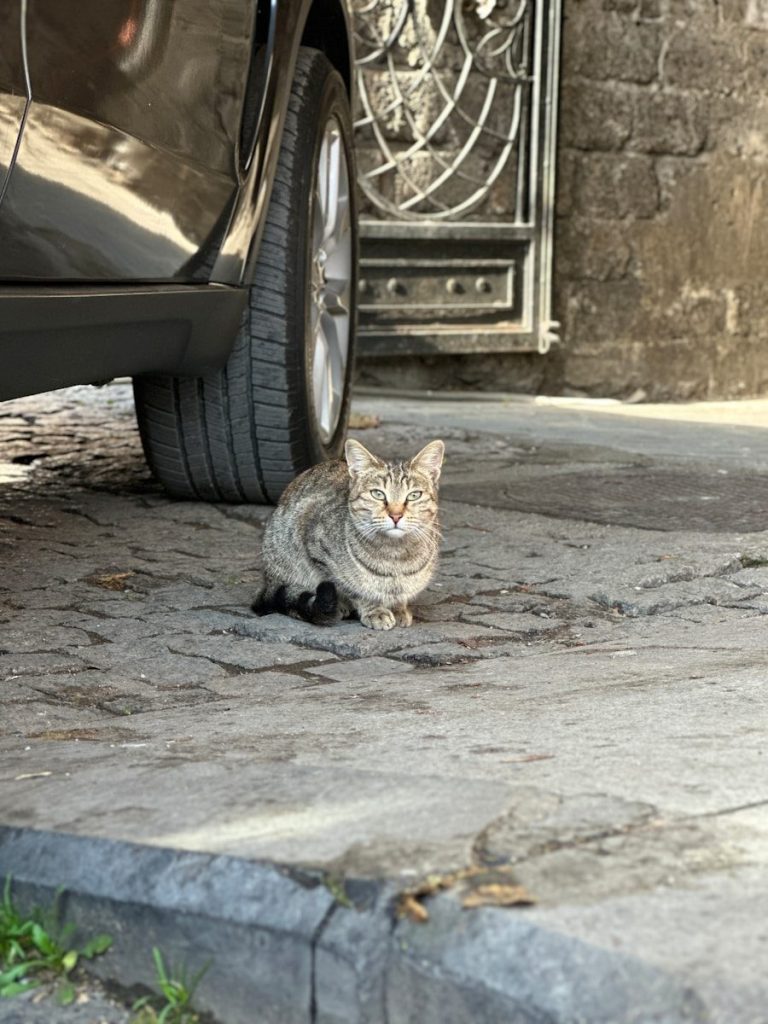 A tabby cat sits near a car tire.