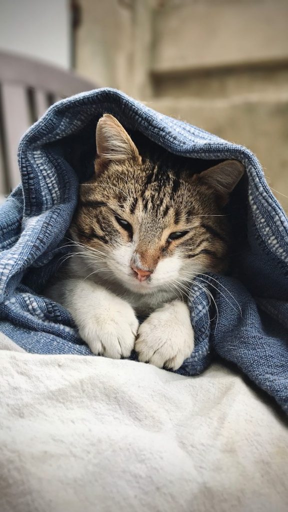brown tabby cat lying on blue textile