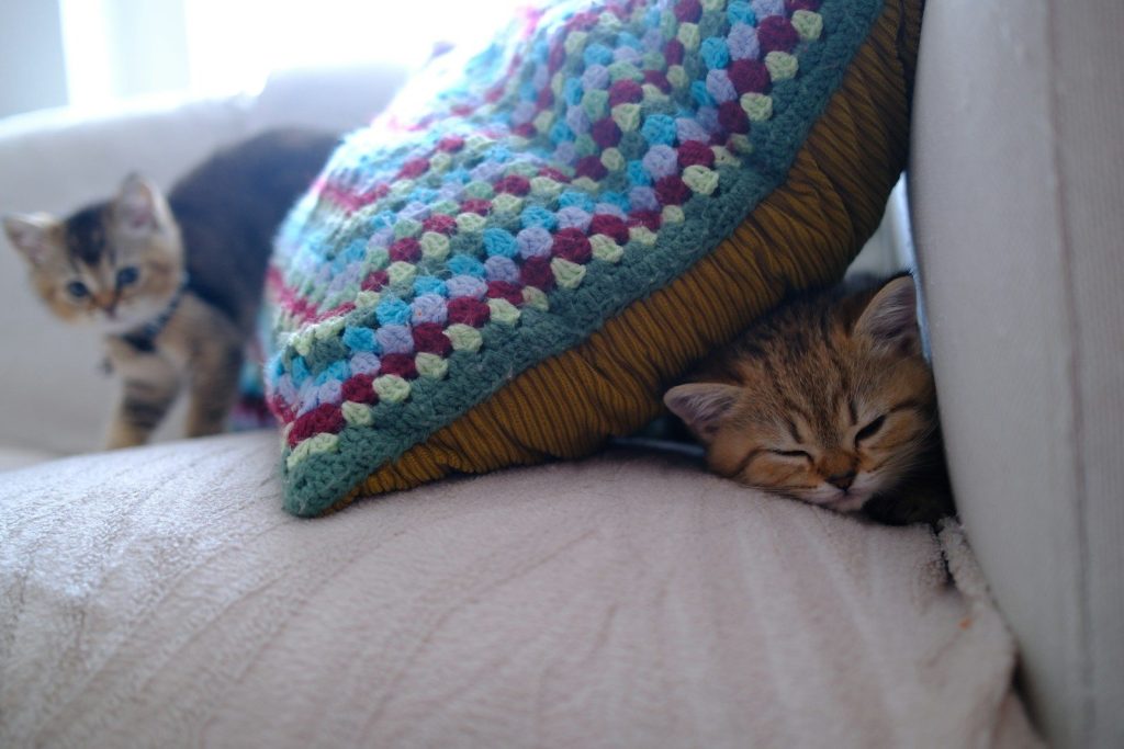 Two kittens resting on a sofa behind a pillow