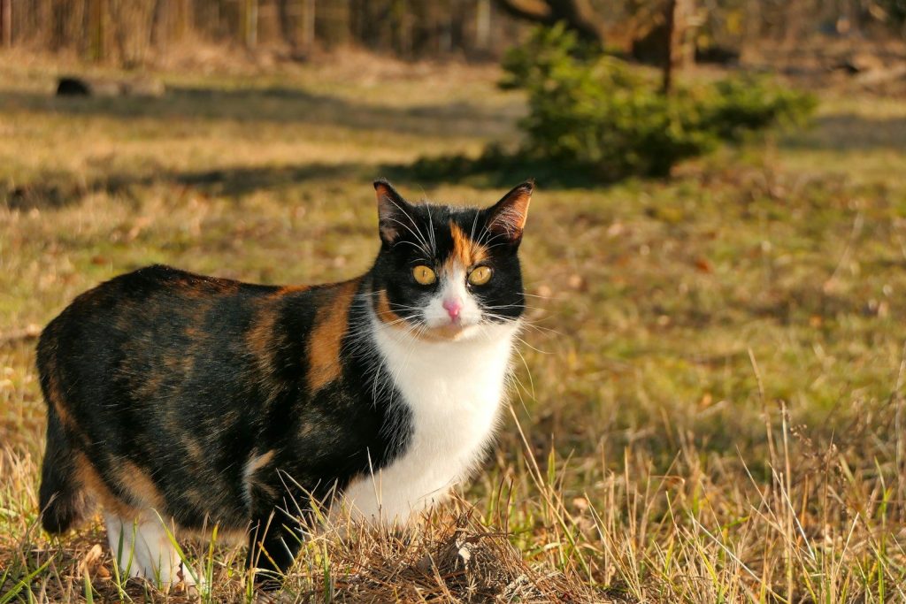 a cat standing in a field