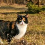 a cat standing in a field