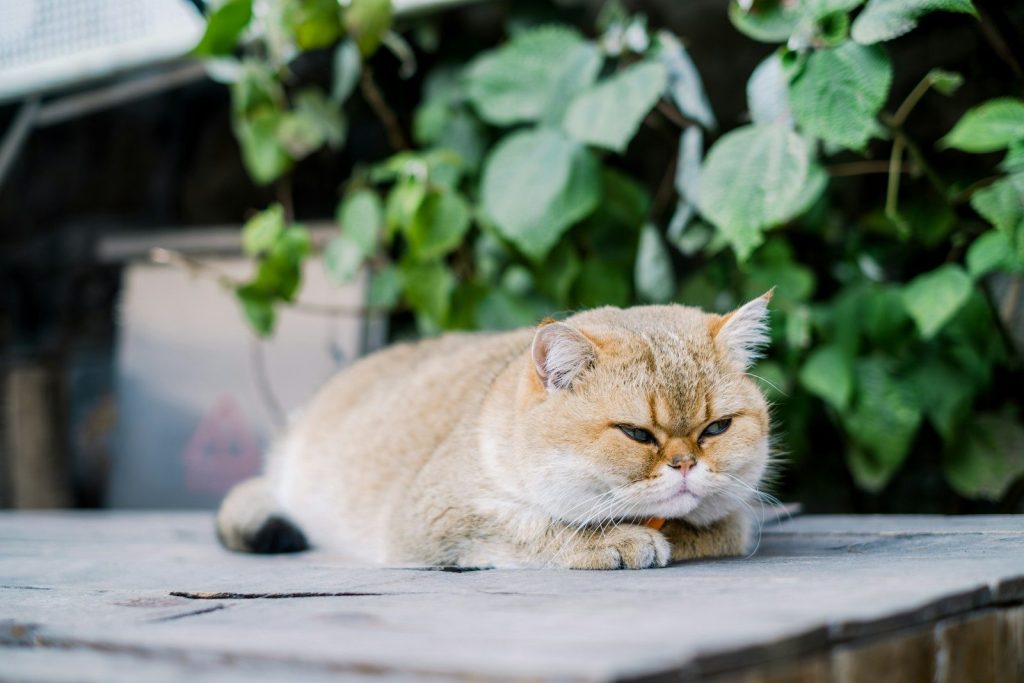 A fluffy golden cat rests on a wooden surface.