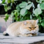A fluffy golden cat rests on a wooden surface.