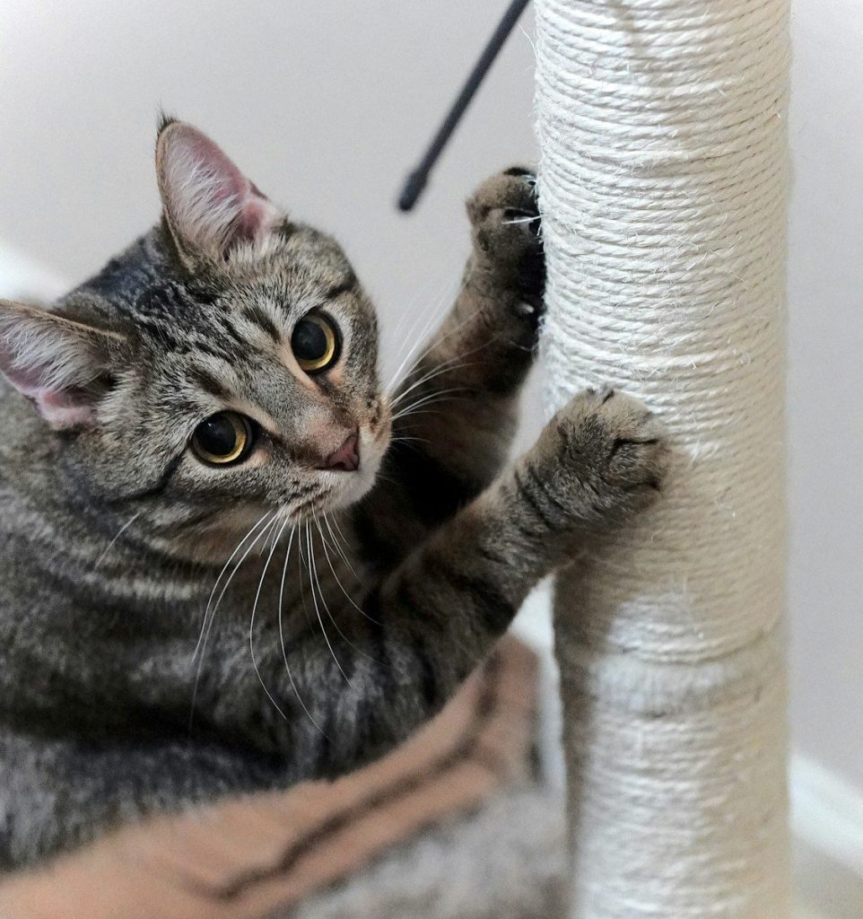 a cat is playing with a cat tree