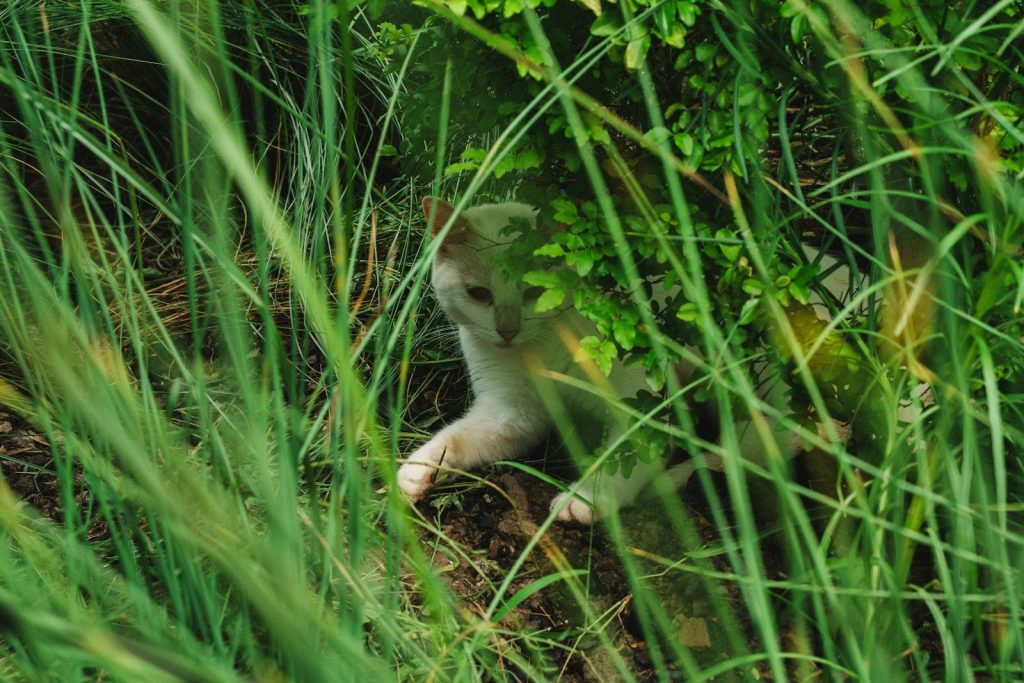 A white cat peeking through tall green grass.