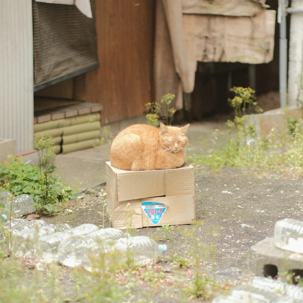 A ginger cat rests on a cardboard box outdoors.