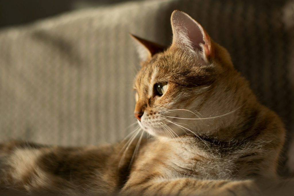 A ginger cat relaxing in warm sunlight.