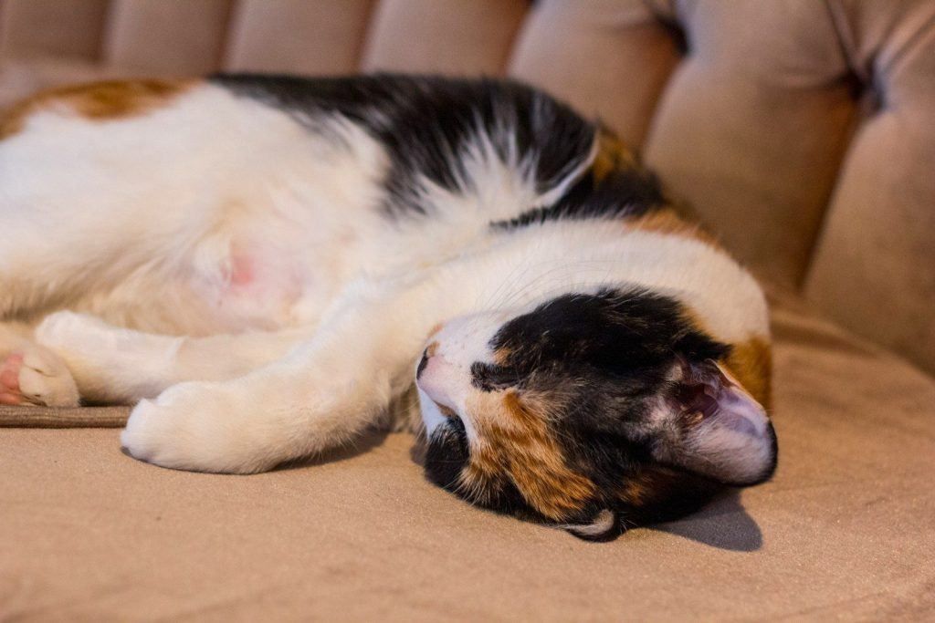 white black and brown cat lying on brown textile