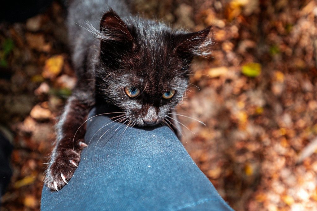 black cat on blue textile