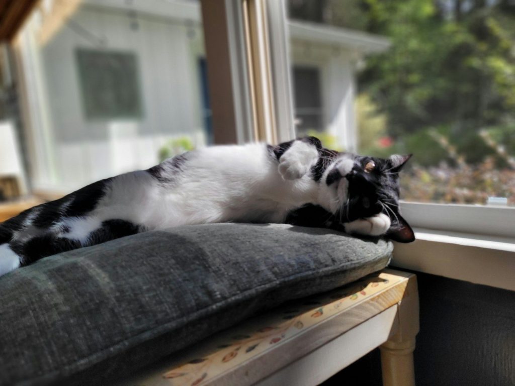 A black and white cat laying on top of a pillow