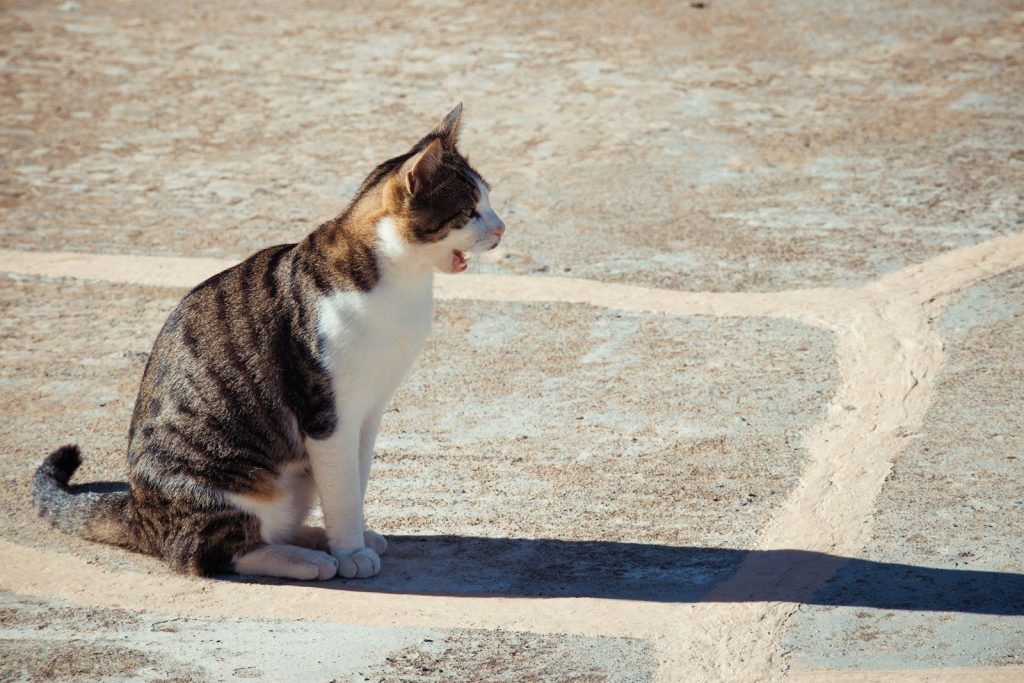 a cat sitting on the ground with its mouth open