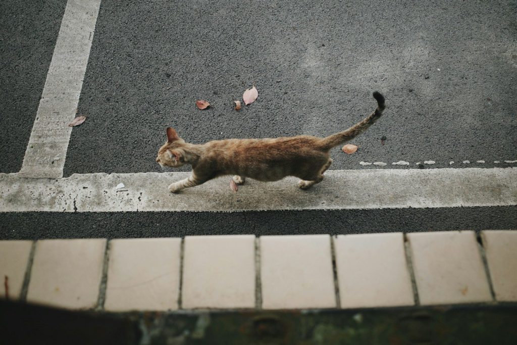 a cat walking across a street next to a sidewalk