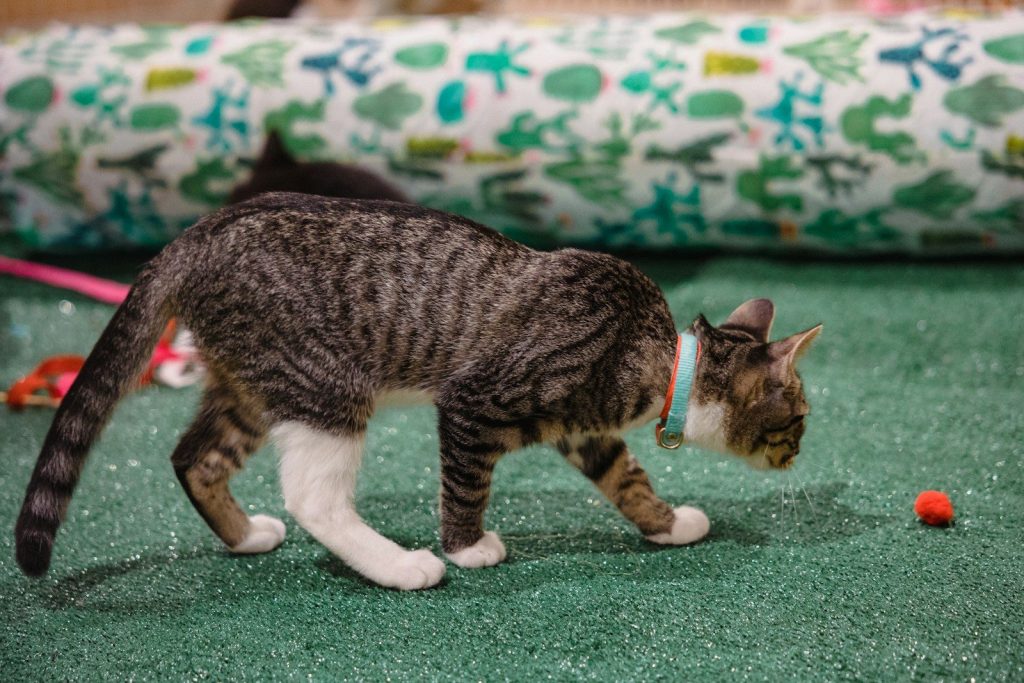 a cat walking on a bed