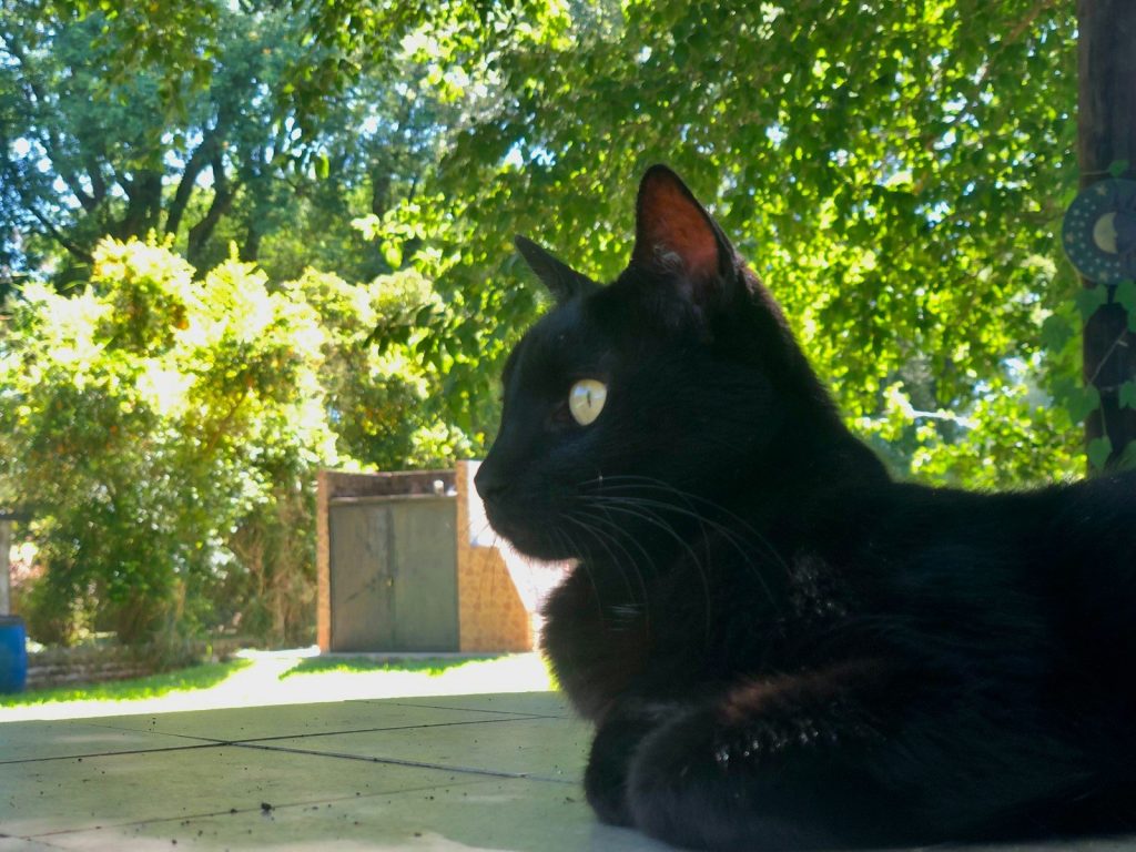 a black cat sitting on a patio next to a tree