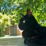 a black cat sitting on a patio next to a tree