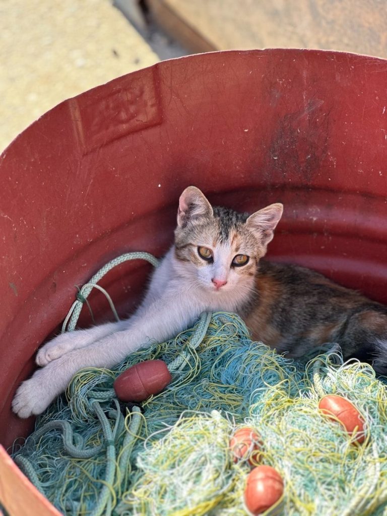 Kitten resting in a red bucket with fishing net.