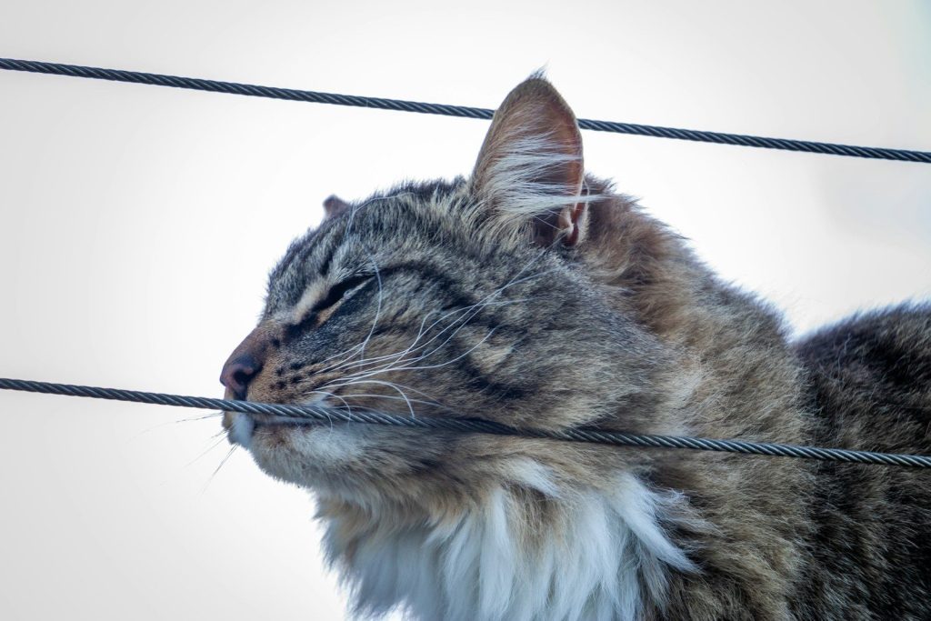 a cat that is sitting on a wire
