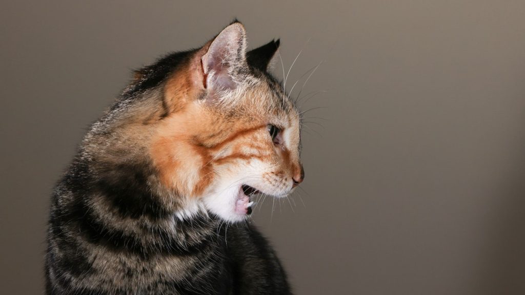 A tabby cat with its mouth open.
