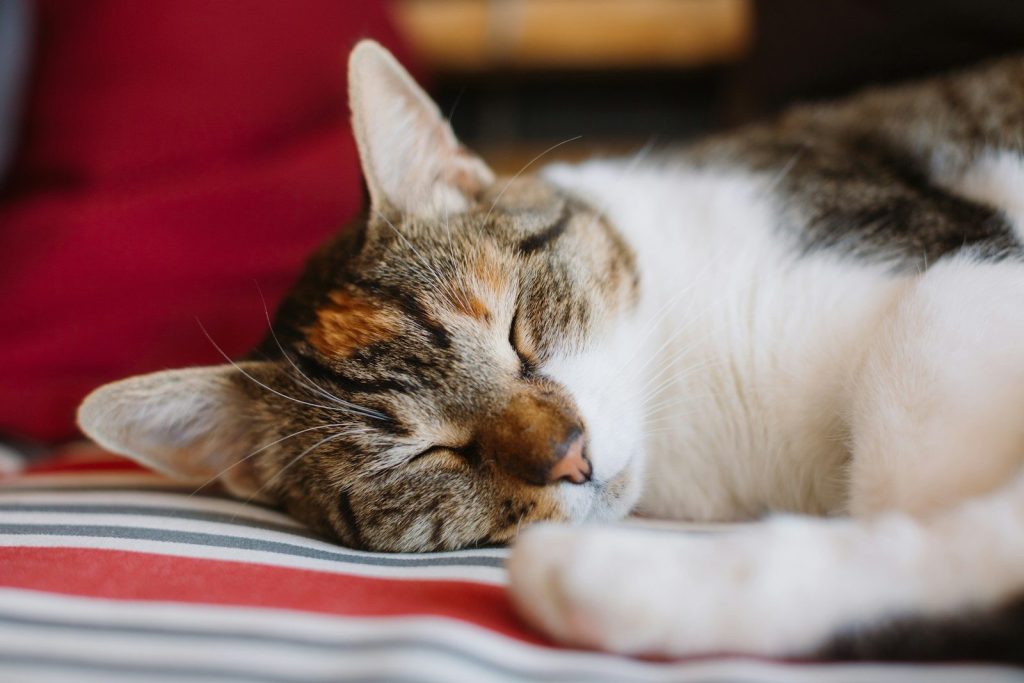 a close up of a cat sleeping on a bed