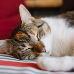 a close up of a cat sleeping on a bed