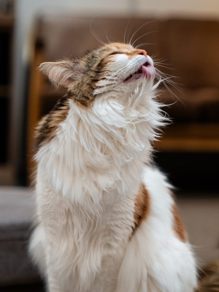 A cat sitting on the floor looking up
