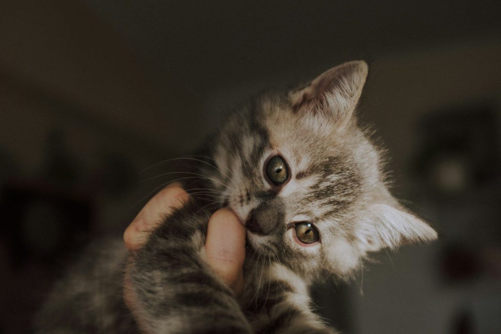 a person holding a kitten up to their face