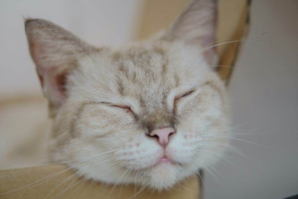 A light-colored cat sleeping peacefully with eyes closed