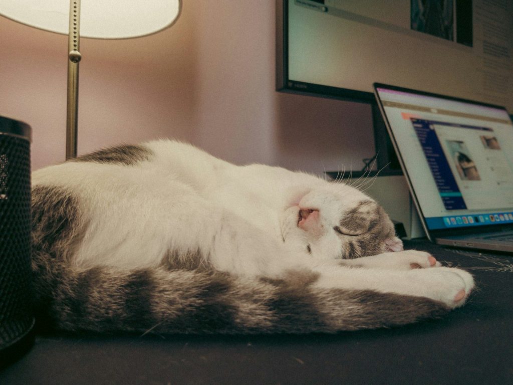a cat sleeping on a table