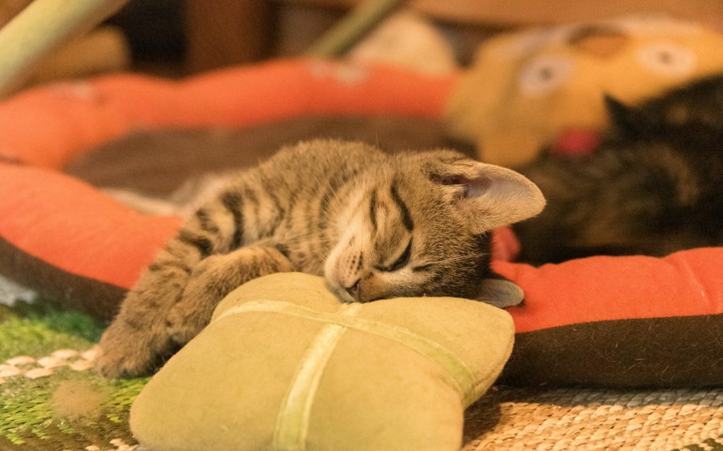 A cat laying on top of a pillow next to a stuffed animal