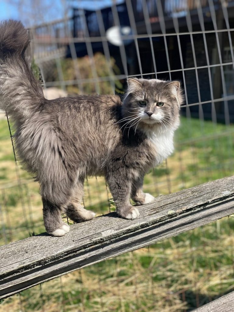 a cat standing on top of a wooden bench