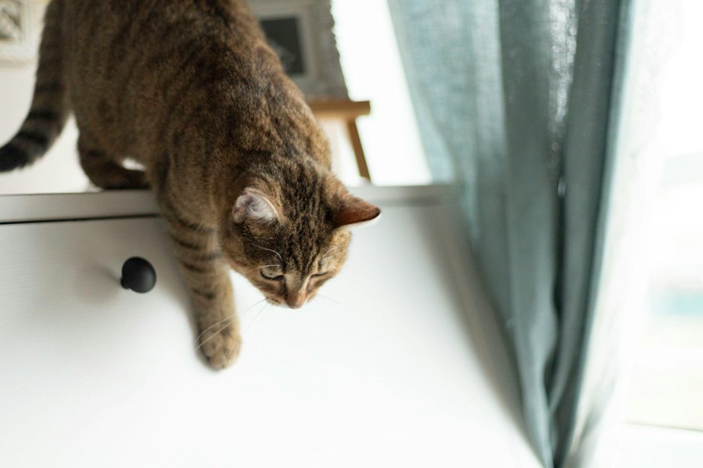 a cat standing on top of a counter next to a window
