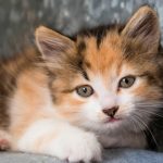 A small kitten sitting on top of a couch