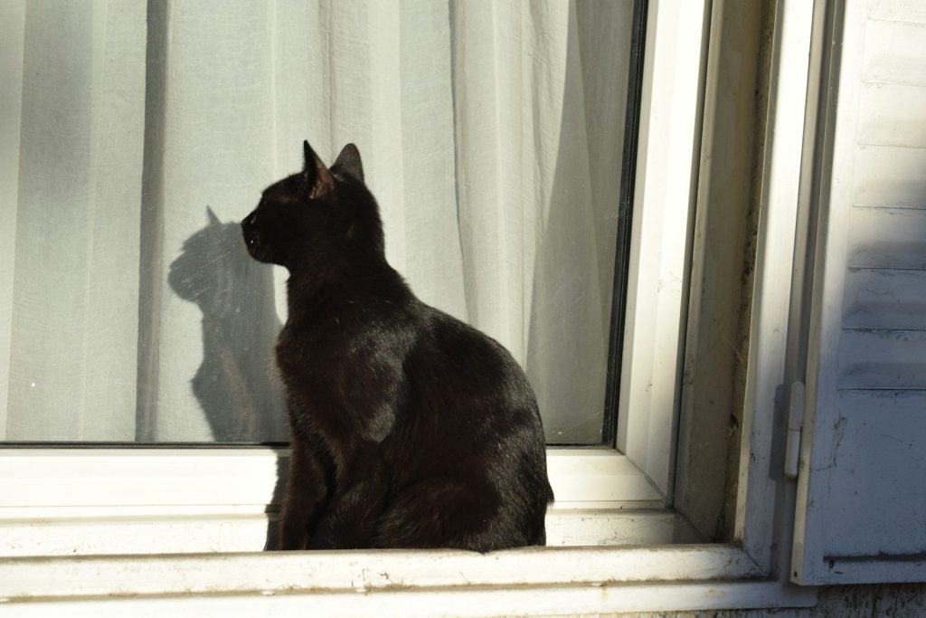 A black cat sitting on a window sill