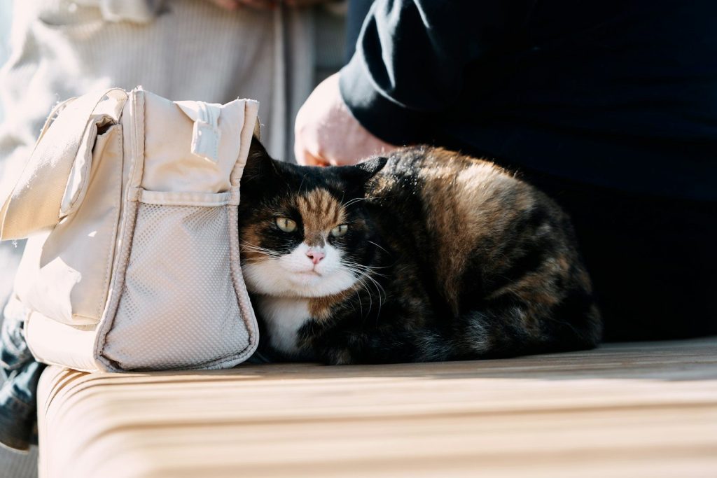 A cat sitting on a bench next to a purse