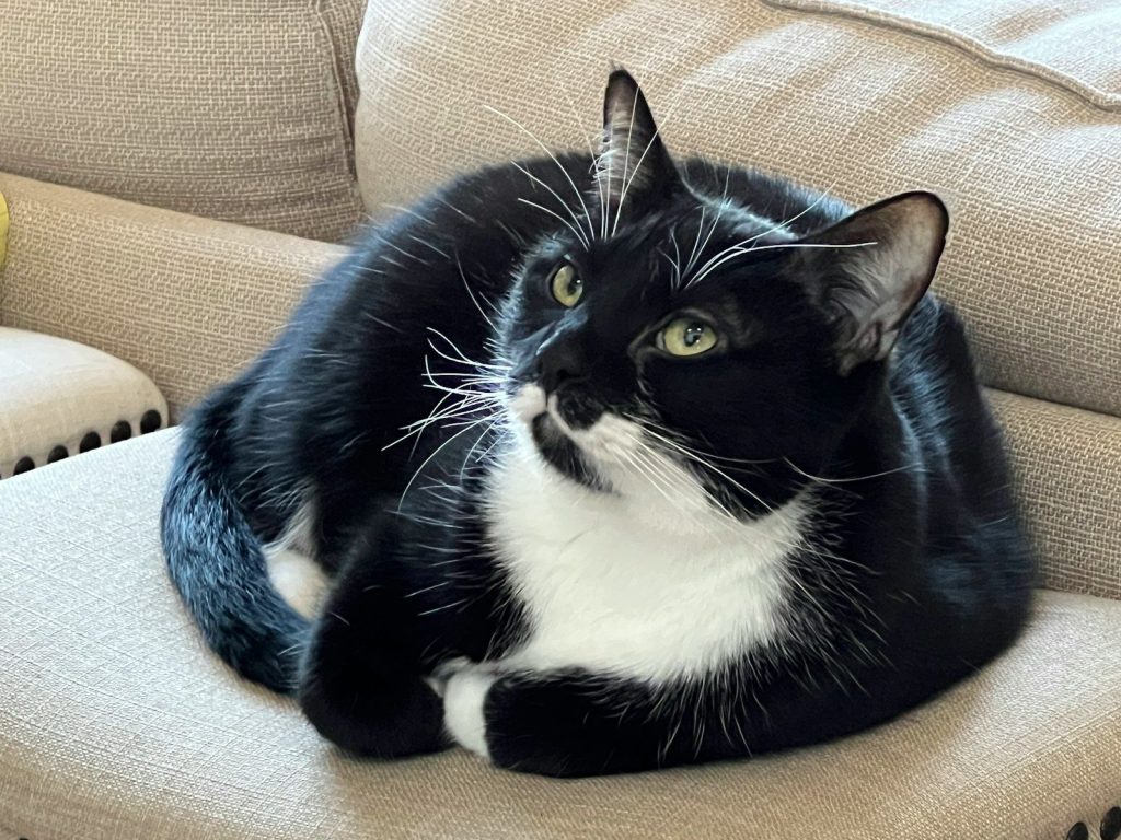 a black and white cat sitting on a couch