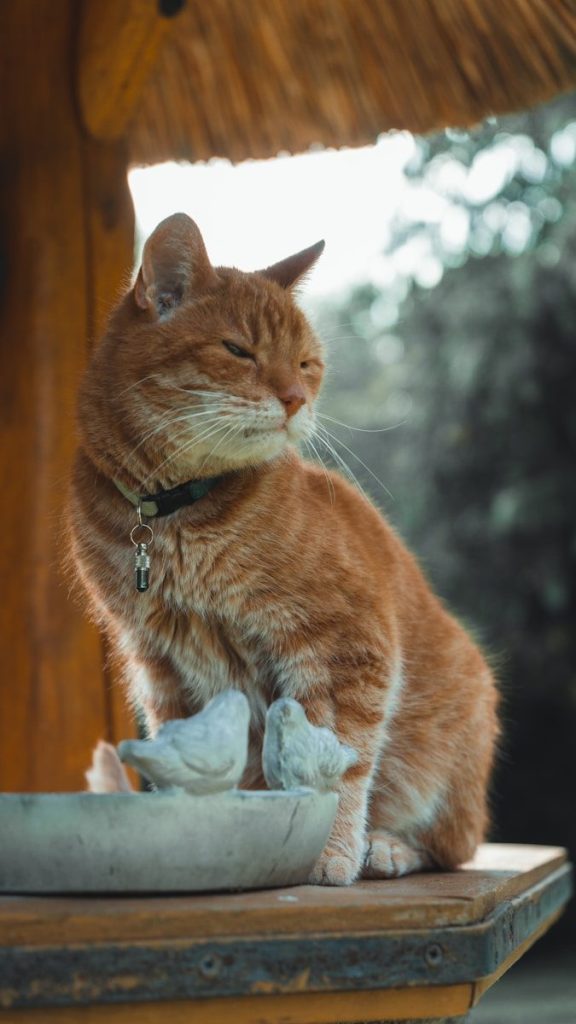 an orange and white cat sitting on top of a wooden table